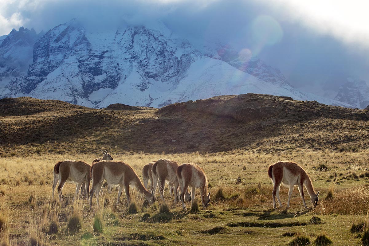 Guanacos-Torres-del-Paine