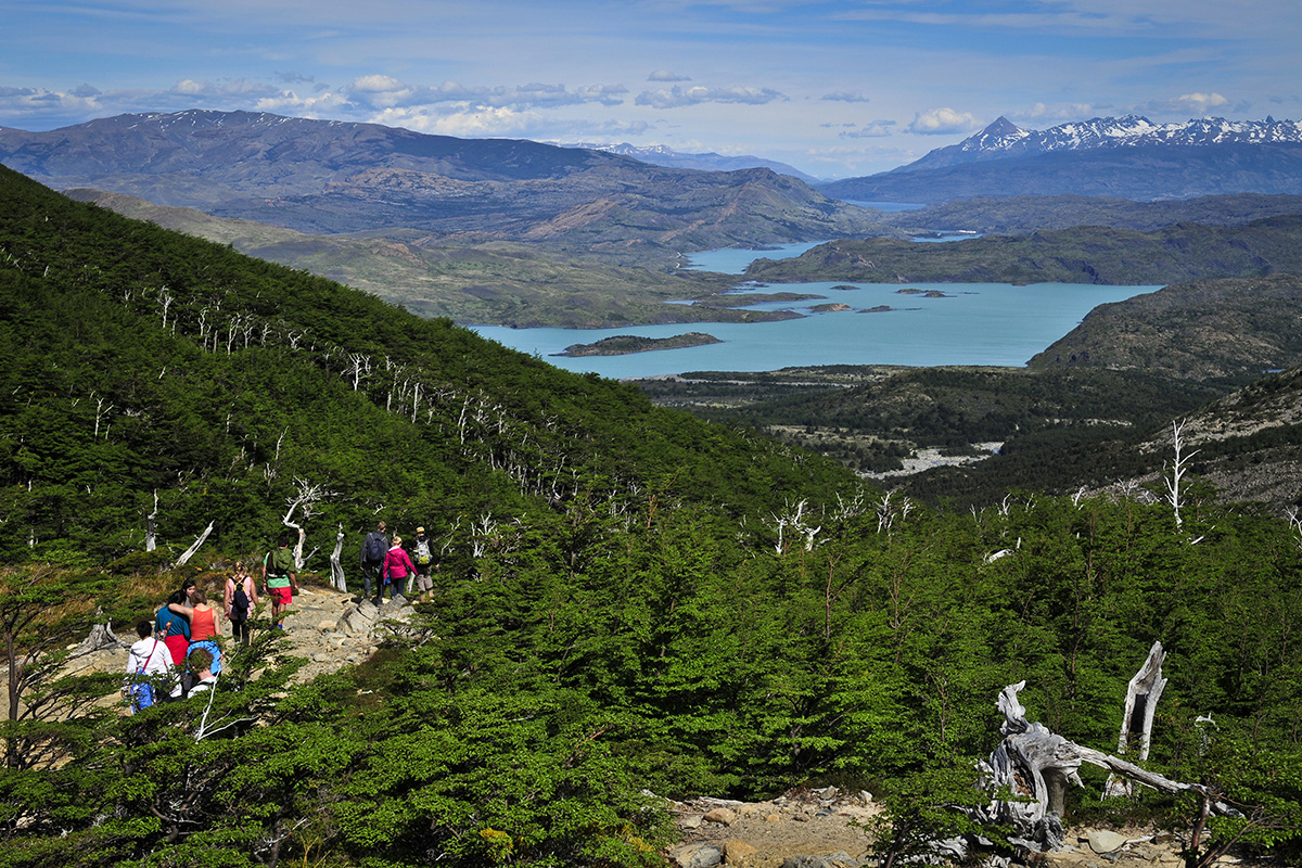 Bosque enano, Torres del Paine