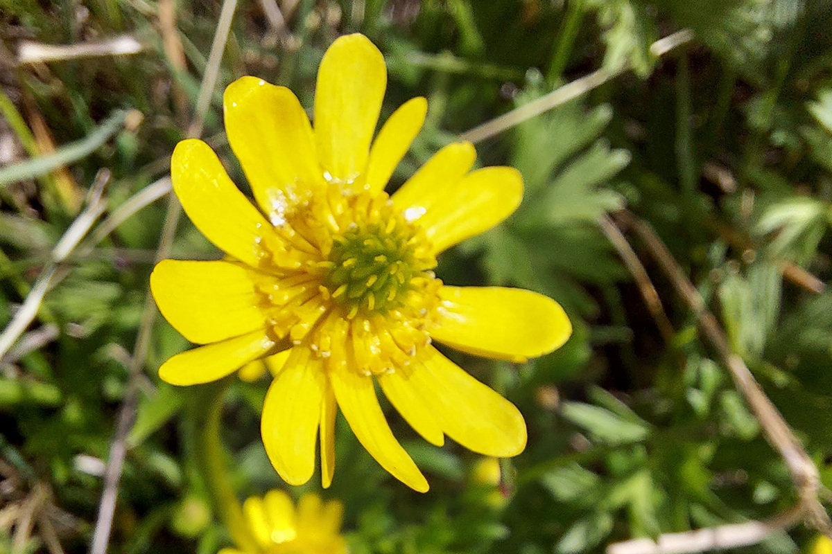 Flor Botón de Oro o Ranunculus peduncularis