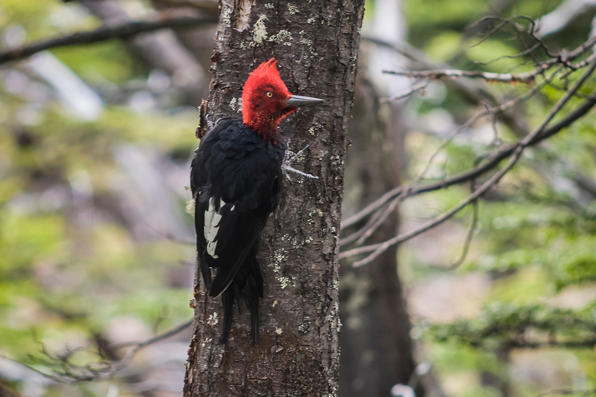 5 animales que no sabías que estaban en Torres del Paine