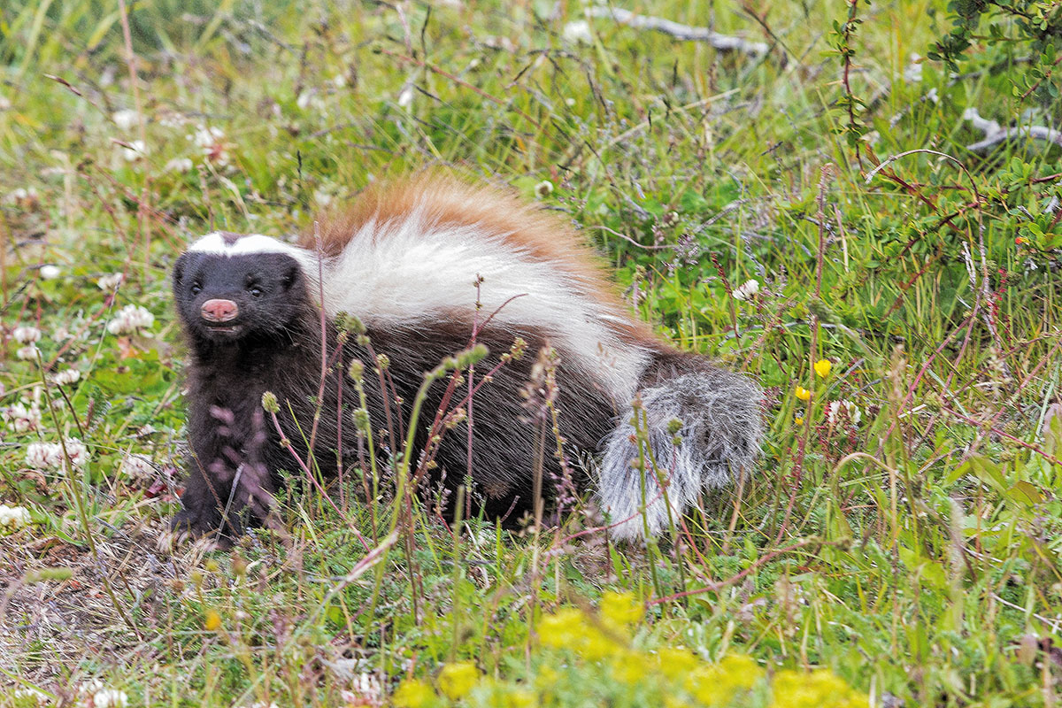 5 animales que no sabías que estaban en Torres del Paine