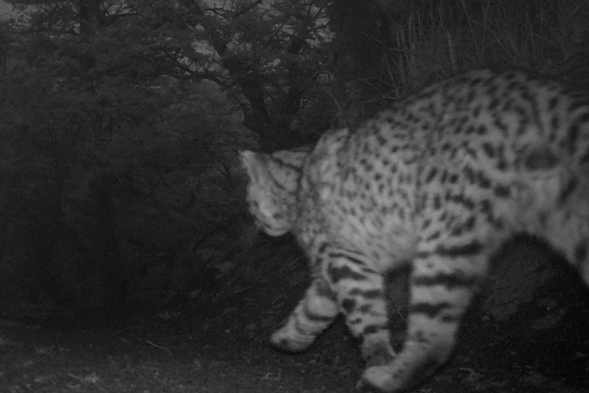 Captan a Gato de Geoffroy y dos pumas recorriendo senderos de Las Torres Patagonia