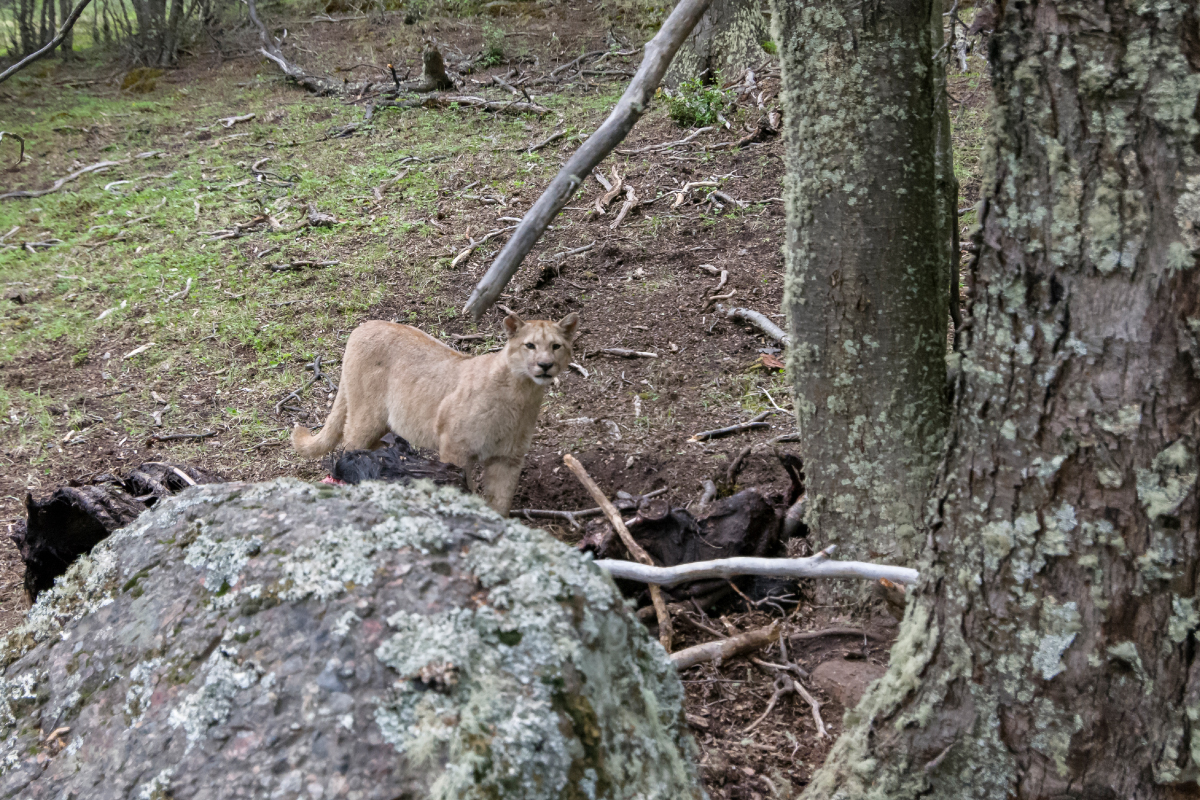 Captan a Gato de Geoffroy y dos pumas recorriendo senderos de Las Torres Patagonia