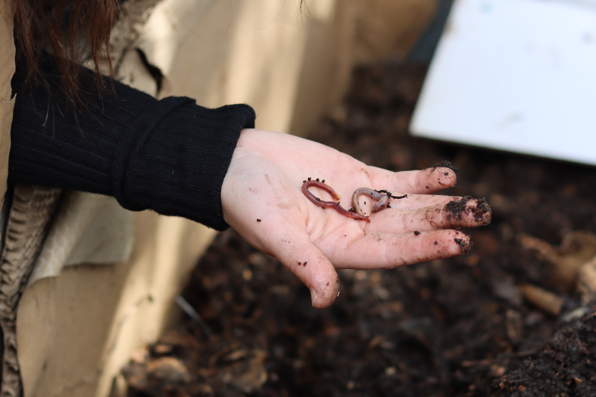 The secret behind the compost in our biointensive garden