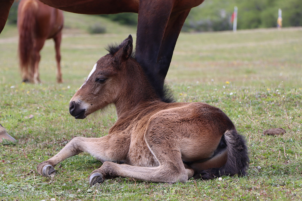 Las Torres Patagonia celebra el nacimiento de su primer potrillo en cuatro años