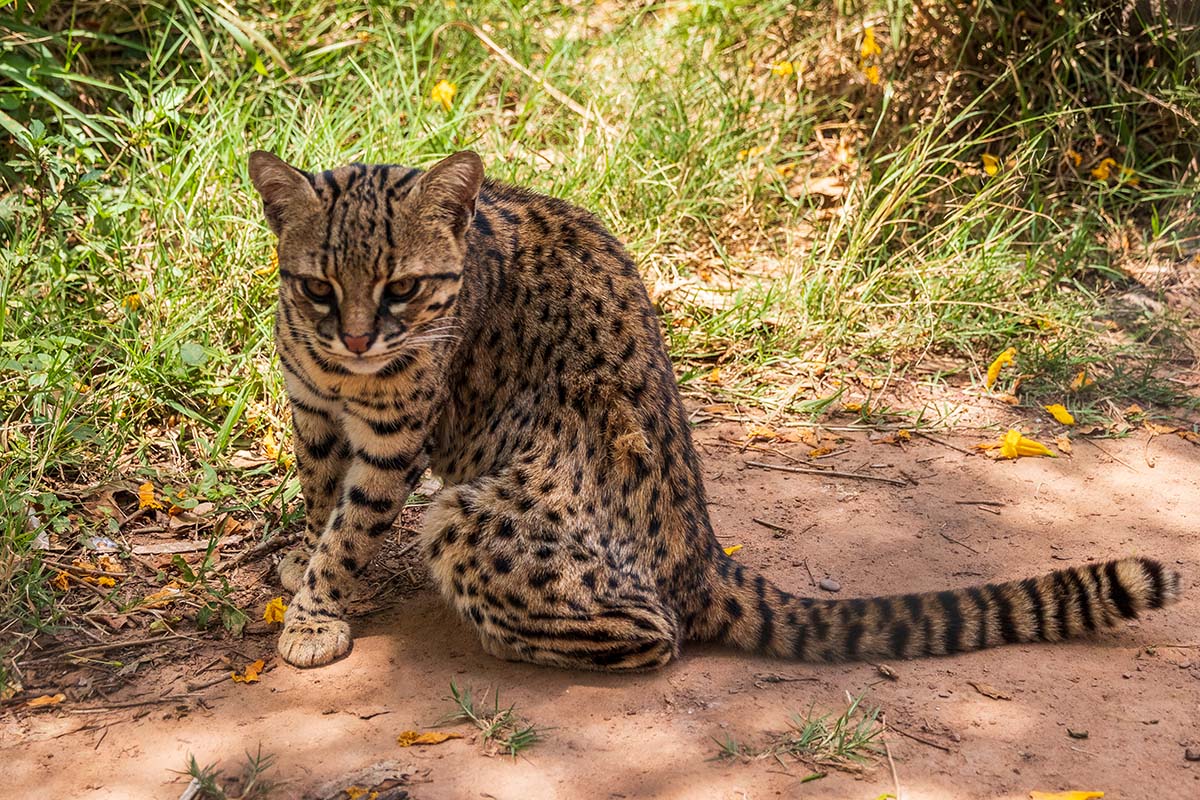 Geoffroy's Cat: A Cat that Went from Myth to Fame in Las Torres Reserve 