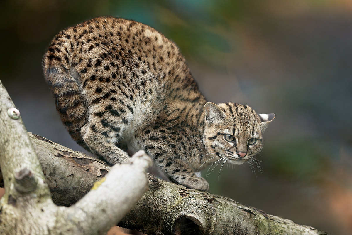 Gato de Geoffroy: Un gato que pasó del mito a la fama en Reserva Las Torres