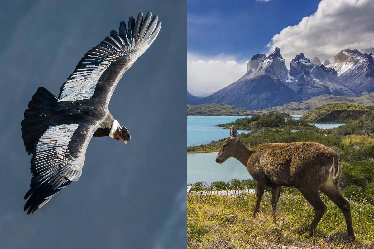 An Unforgettable September 18: A National Holiday in Patagonia