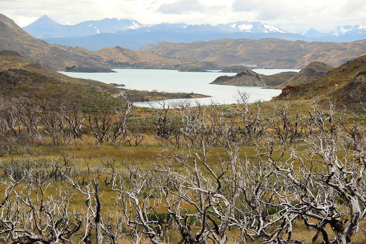 Combate de incendios forestales en el parque nacional torres del paine