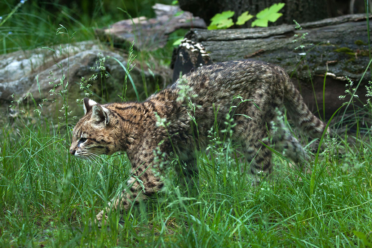 Gato de Geoffroy: Un gato que pasó del mito a la fama en Reserva Las Torres