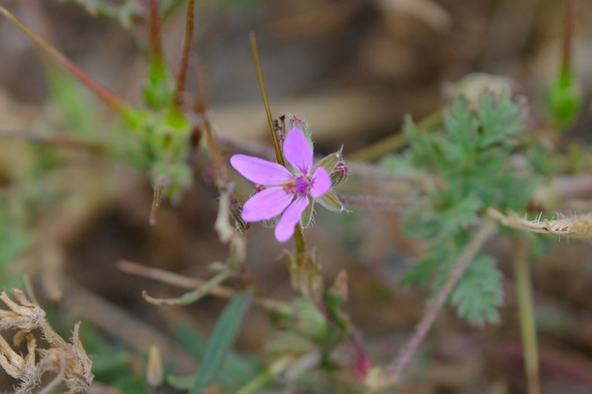 El alfilerillo o Erodium cicutarum