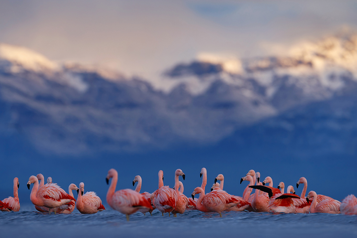 5 Surprising Facts About Torres del Paine Wildlife