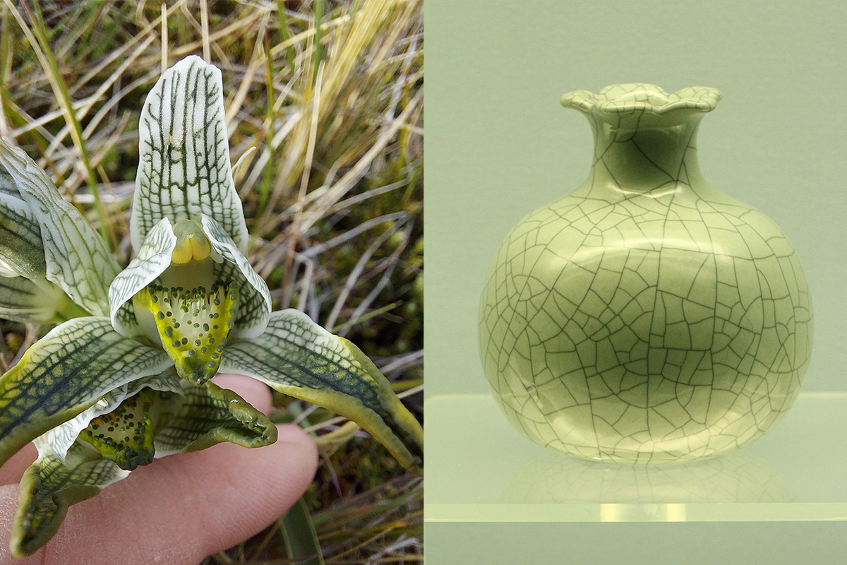 The Porcelain Flower Chloraea magallánica