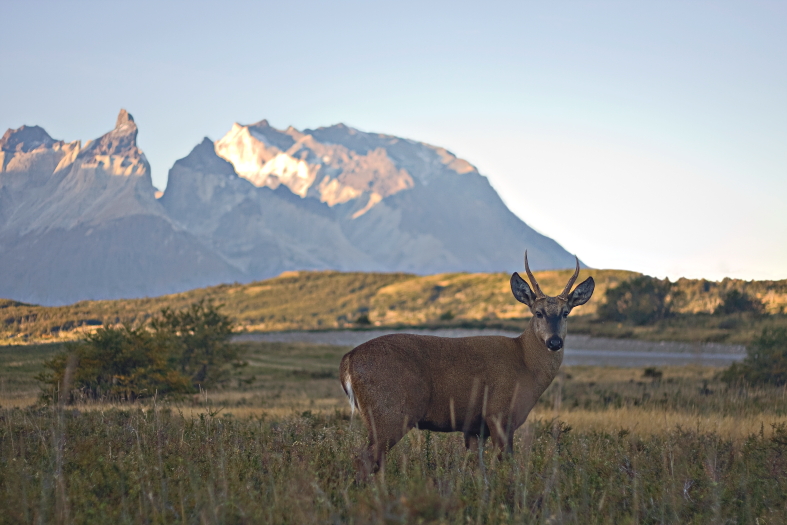 The Lunar Enchantment of the Huemul: Guardians of the Forests