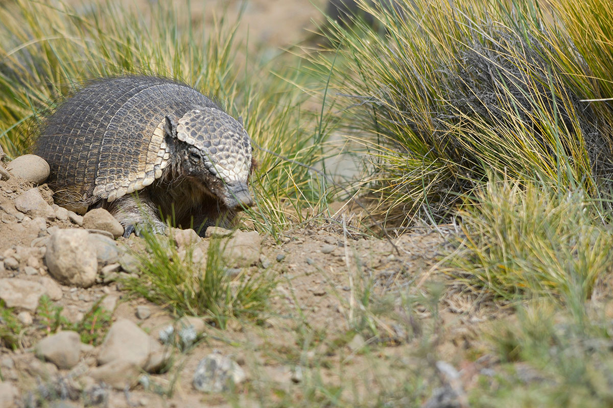 5 animals you didn't know were in Torres del Paine