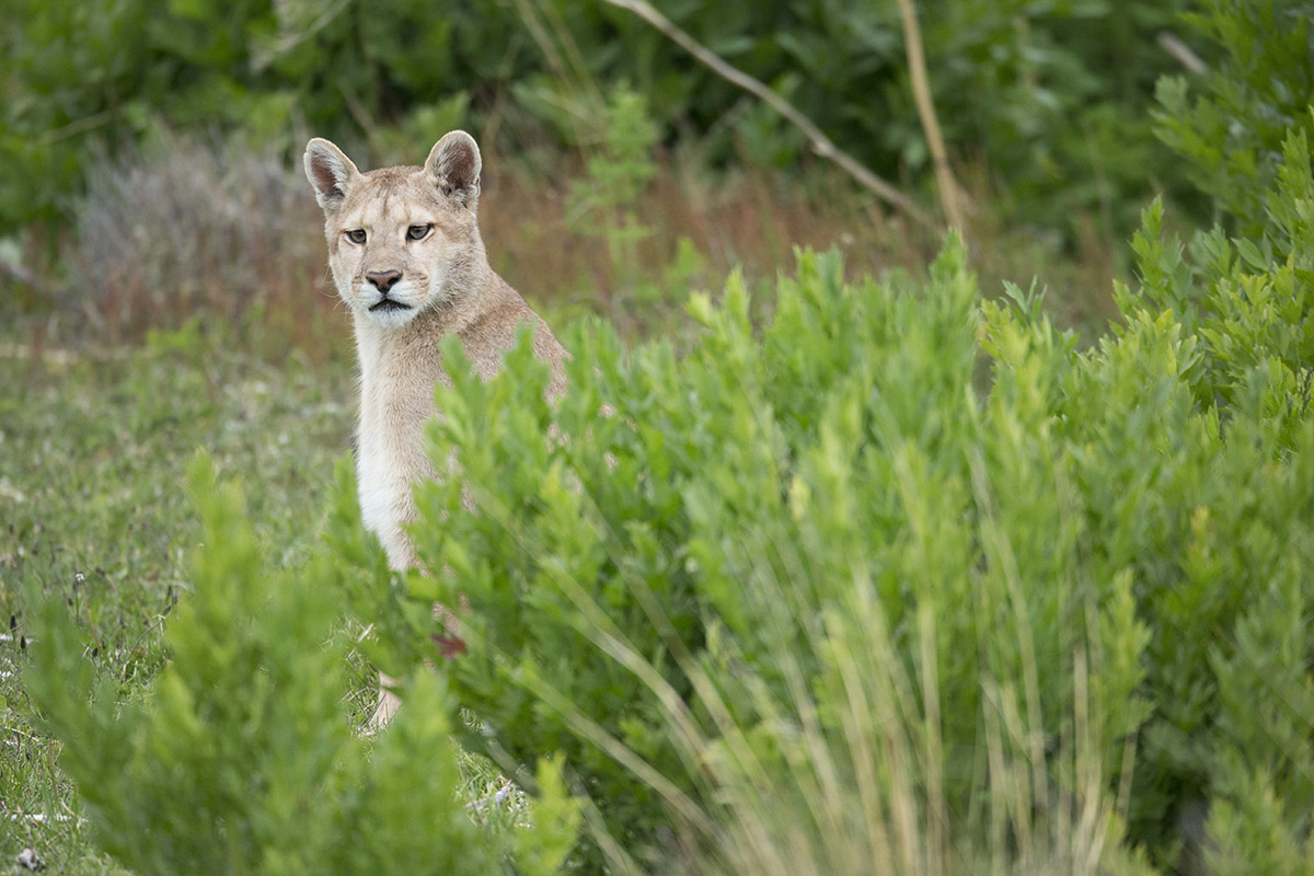 5 Surprising Facts About Torres del Paine Wildlife