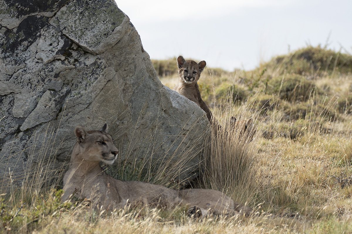 Puma Encounter