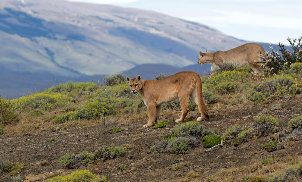 Puma-Torres-del-Paine