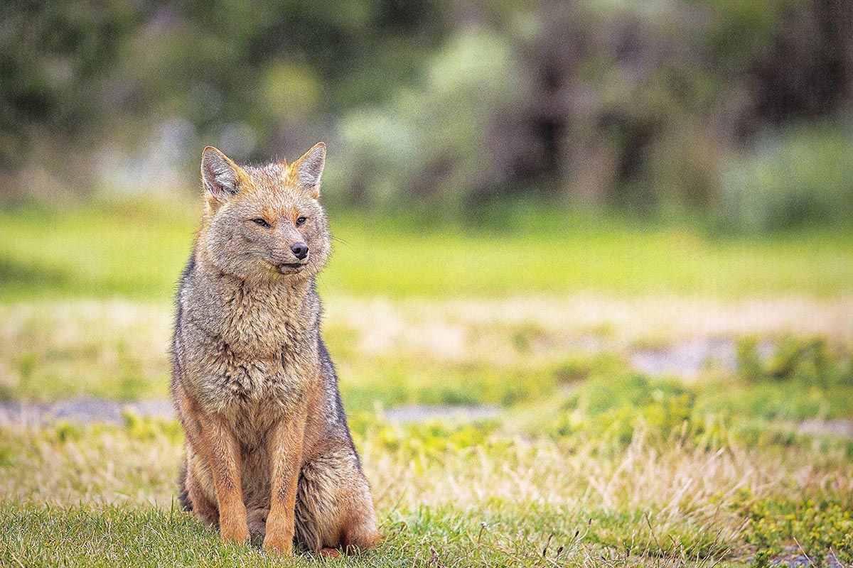 5 Surprising Facts About Torres del Paine Wildlife