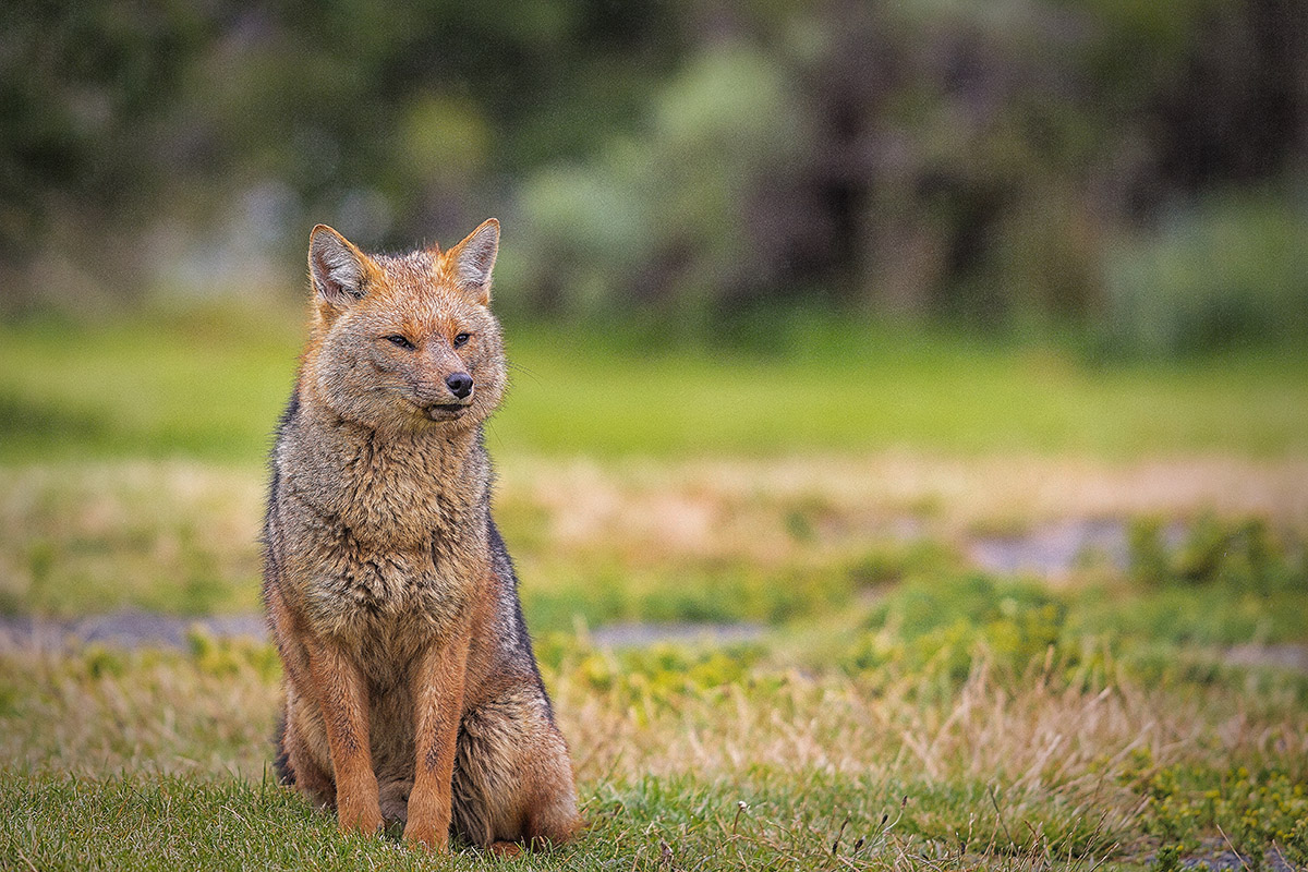 5 animales que no sabías que estaban en Torres del Paine